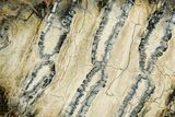Polished Mammoth Molar Slice - South Carolina #335387-1